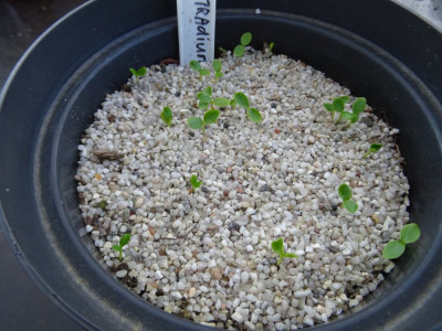 Tetradium hupehensis Germination April 2019.JPG