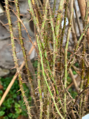 948D3B74-AD2E-4043-9CBB-DF496ED27314.jpeg