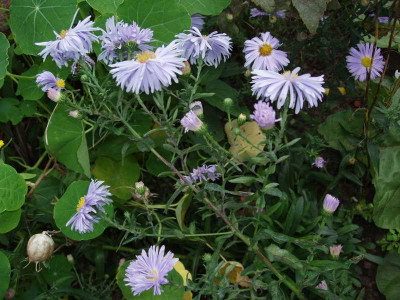 aster_106_4.jpg