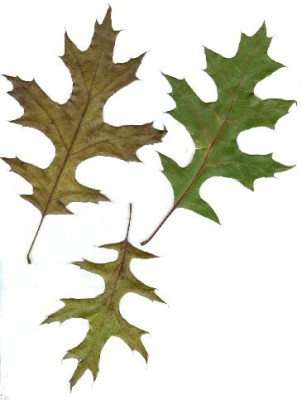 Quercus_shumardii_OBGBY_12.04.jpg