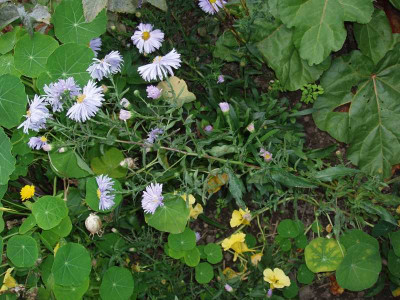 aster_106_5.jpg