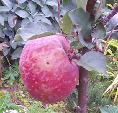 000_3413_Spurkoop.jpg