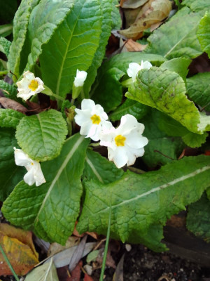 Primula