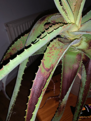 Blatt enden besonders betroffen