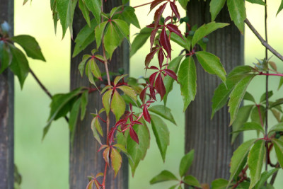 Wilder-Wein-2.jpg