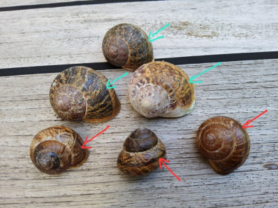 gefleckte Weinberg-&Schnirkelschnecken.jpg