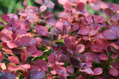 Berberis-thun.-Atrop..jpg
