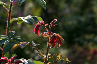Rose_im_Licht.jpg