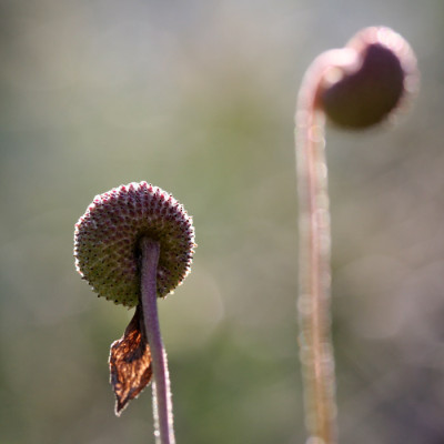 Herbstanemone-im-Licht.jpg