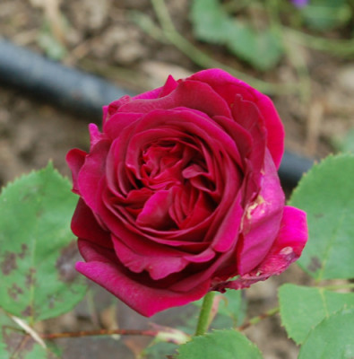 Vater_Rhein_0010__8637.jpg