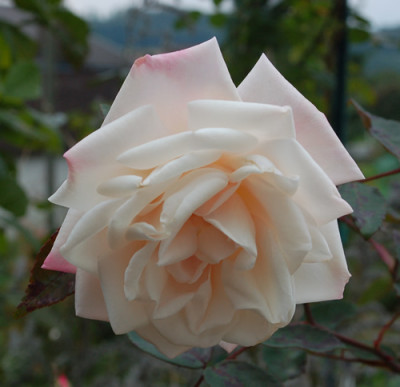 Mme_Antoine_Marie_0010__8641.jpg