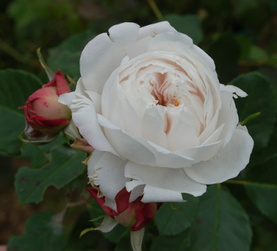 Marie_Dermar_0010__8606.jpg