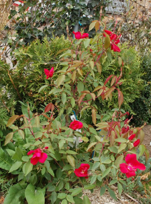 Sanguinea_0010__8583.jpg