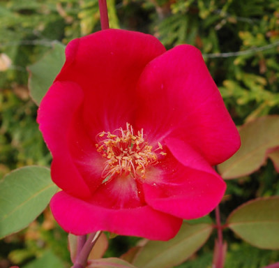 Sanguinea_0010__8586.jpg