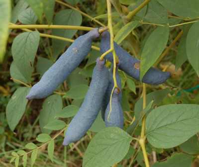 Blauschotenstrauch_0010__8608.jpg