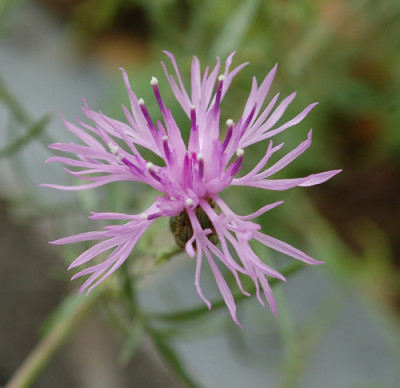 Rheinische_Flockenblume_0010__8627.jpg