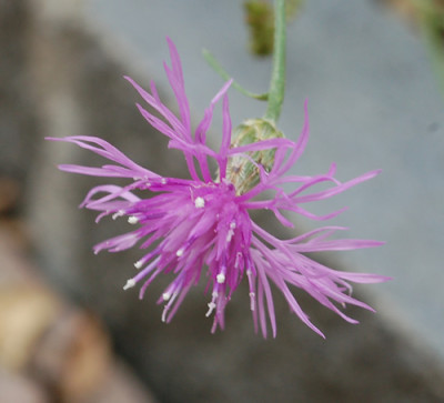 Rheinische_Flockenblume_0010__8628.jpg