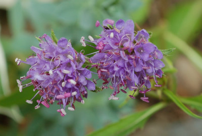 Teufelsabbiss_0010__8630.jpg