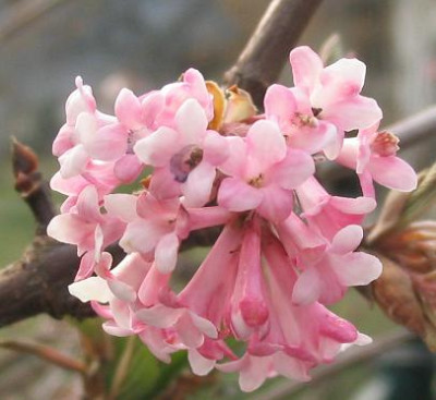Viburnum_x_bodnatense.jpg
