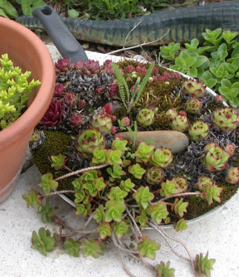 DSCN6713_Sedum_zum_Kochen_0010__.jpg
