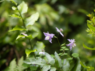 Thalictrum_d._v._decorum.jpg