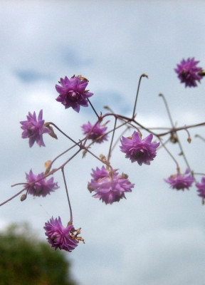 Thalictrum_delavayi_Hewitts_Double_3.jpg