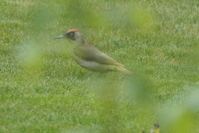 P1000429.JPG