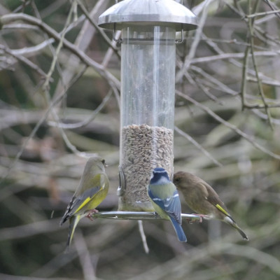 Grünfinken, Blaumeise