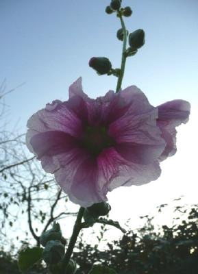 alcea.jpg