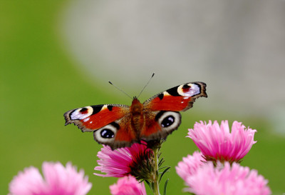 Schmetterl25098.jpg