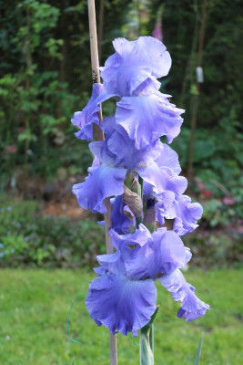 IrishellmittelblauRocco14.JPG