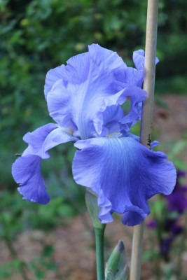 IrishellmittelblauRocco.JPG