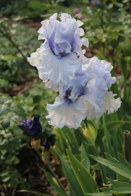 Irishellblaugeruescht3.JPG