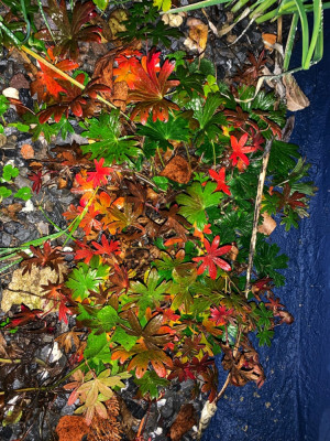 A92DA5CE-2F2E-4518-801A-77F4289CEB13.jpeg