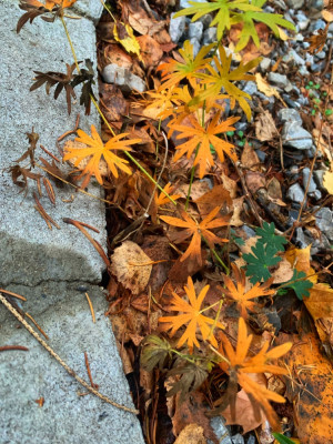 947D21D4-C0B7-42A5-9345-D29395A12608.jpeg