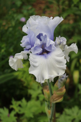 Irishellblaugeruescht.JPG
