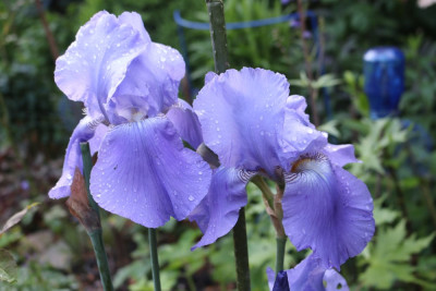 IrishellblaustDuftDetail.JPG