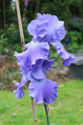 IrishellMittelblauRocco7.JPG