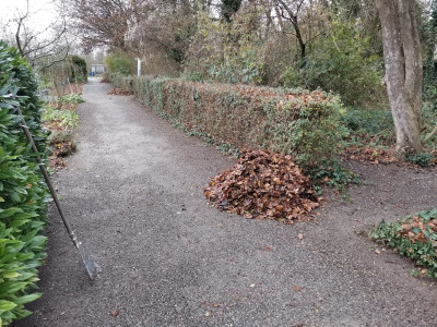 Laub Weg 20241207.jpeg