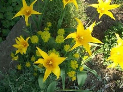 Westpoint_Euphorbia.jpg