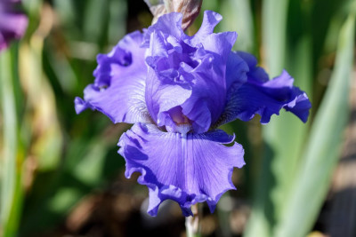 NN Blau # BH.jpg