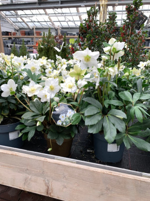 Helleborus Mont Blanc rechts