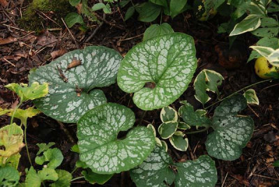 brunnera_mr_morse.jpg