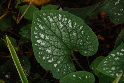 brunnera_saemling_herbst08.jpg