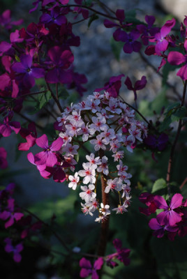 darmera_bluete_lunaria_annua.jpg