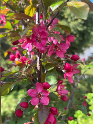 IMG_4982.jpeg