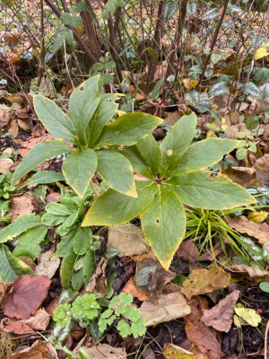 Gelbe Helleborus