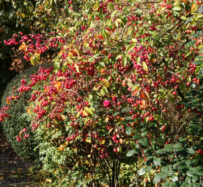 P1000576 (2).JPG