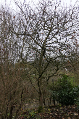 Malus 'Evereste'
