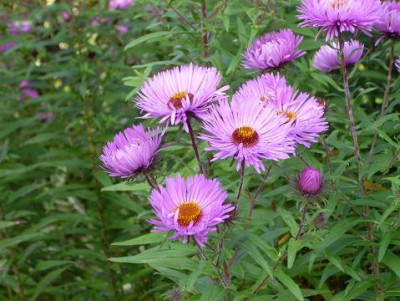 27.September_2008_015kl.17_Aster_novae-angliae_lilarosa.JPG